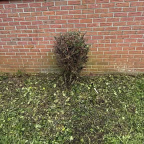 Bush Trimming by C.A.N. Lawn Services LLC reviewed on June 13, 2025