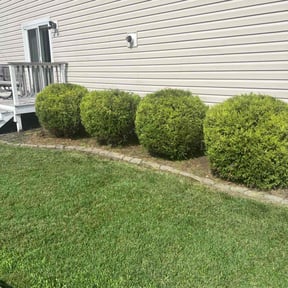 Bush Trimming by P&R Lawn care reviewed on August 2, 2022