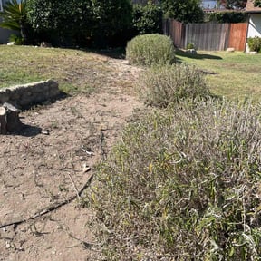 Bush Trimming by The leaf village reviewed on May 23, 2025