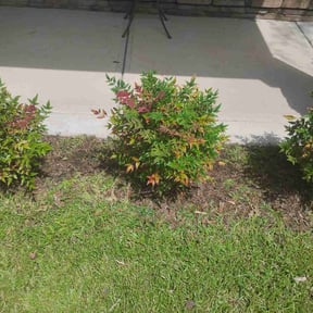 Weeding by CharterLawnz reviewed on July 15, 2022