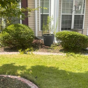 Bush Trimming by Nickel Pickle Landscapes reviewed on July 30, 2025