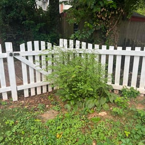 Bush Trimming by classic cuts lawn care reviewed on June 7, 2021