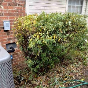 Bush Trimming by All In One Lawn Care reviewed on April 7, 2025