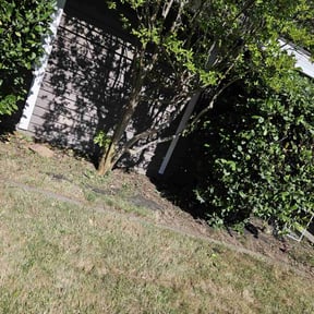Flower Bed Weeding by TLG LAWN SERVICE reviewed on July 8, 2020