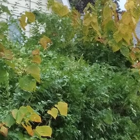 Bush Trimming by Whites property maintenance reviewed on May 17, 2022