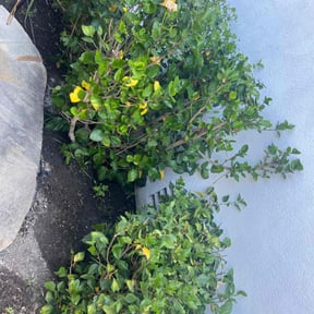 Bush Trimming by Untouchables lawncare reviewed on April 11, 2022