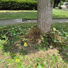 Bush Trimming by C & I reviewed on June 15, 2022