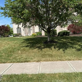 Bush Trimming by The Manicured Lawn LLC reviewed on August 12, 2024