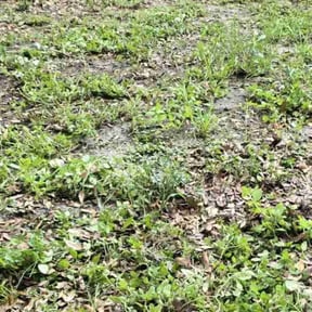 Leaf Removal by Vladimir Castaneda reviewed on May 4, 2022