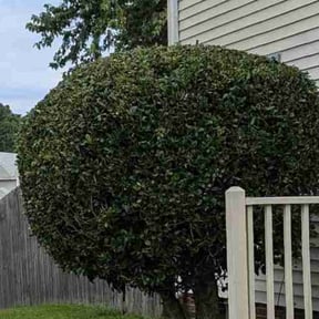 Bush Trimming by Fairwood Landscape reviewed on April 10, 2022