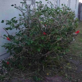 Bush Trimming by Mightyfine professional services reviewed on March 15, 2025