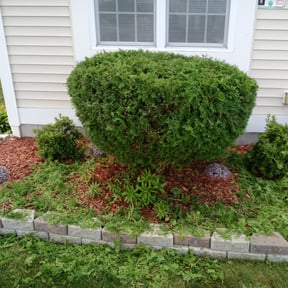 Bush Trimming by Thorn City Maintenance reviewed on September 27, 2021