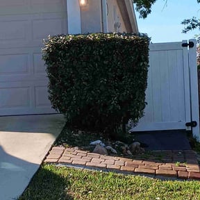 Bush Trimming by Lawn Care reviewed on June 24, 2025