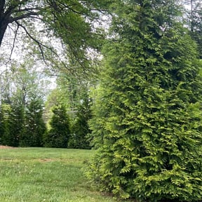 Bush Trimming by Legg landscaping reviewed on May 26, 2022