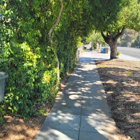 Bush Trimming by Bernal landscaping reviewed on May 17, 2022