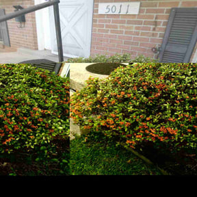 Bush Trimming by EV Great Valley Landscaping,LLC. reviewed on July 14, 2022