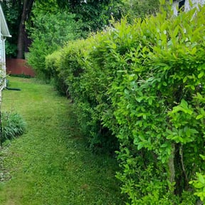 Bush Trimming by 5280 Lawns Llc reviewed on July 21, 2022