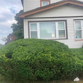 Bush Trimming by TruGreen LawnCare reviewed on June 10, 2025