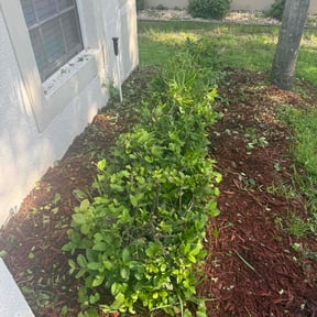 Bush Trimming by Clear landscapes llc reviewed on June 14, 2022
