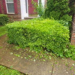 Bush Trimming by Salamanca's Landscaping LLC reviewed on July 29, 2021