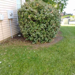 Bush Trimming by YARD TRANSFORMERS reviewed on June 20, 2022