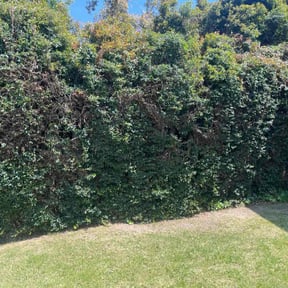 Bush Trimming by Phil’s Yard Clean Up reviewed on July 7, 2020