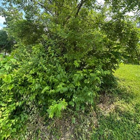 Bush Trimming by LSLTDallas/FortWorthTruGreen reviewed on June 11, 2025