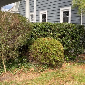 Bush Trimming by Brodies landscaping reviewed on October 16, 2022