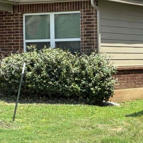 Bush Trimming by RJ landscaping reviewed on April 29, 2022
