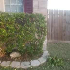 Bush Trimming by Flacos lawn services reviewed on August 1, 2025