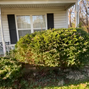 Bush Trimming by Livery Services LTD, llc reviewed on May 13, 2022