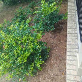 Flower Bed Weeding by Sage LLC reviewed on July 3, 2025