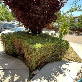 Bush Trimming by Brothers landscaping reviewed on August 14, 2025