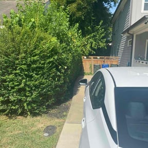 Bush Trimming by LSLTDallas/FortWorthTruGreen reviewed on May 17, 2024