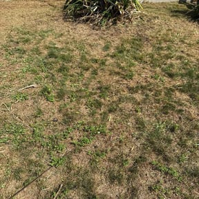 Flower Bed Weeding by ATM reviewed on April 30, 2022