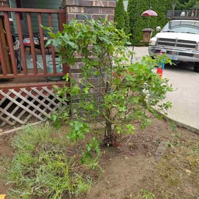 Bush Trimming by Jaime’s landscaping reviewed on October 20, 2022