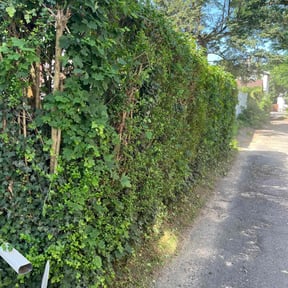Bush Trimming by Garcia Services reviewed on July 16, 2025