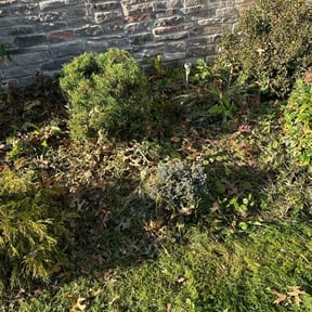 Bush Trimming by GarcÃa-G lawn care service LLC reviewed on July 13, 2022
