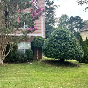 Bush Trimming by Patriot Lawn Services reviewed on May 9, 2022
