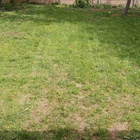 Cleanups by Bo's lawn care reviewed on July 24, 2022