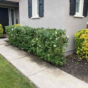 Flower Bed Weeding by Little Flower Home Service reviewed on June 22, 2025