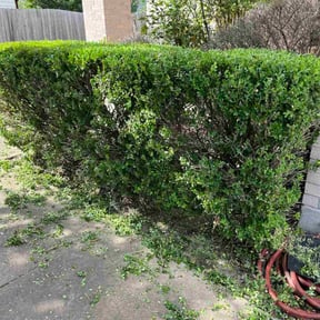 Bush Trimming by Zaedah LLC reviewed on July 30, 2025