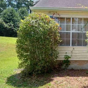Bush Trimming by VERTEXX reviewed on July 25, 2022