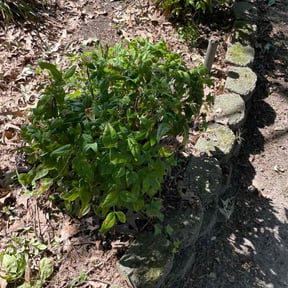 Bush Trimming by Field of Dreams Landscaping reviewed on April 5, 2025