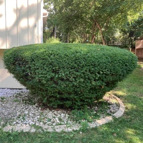 Bush Trimming by Finns landscaping reviewed on November 18, 2024