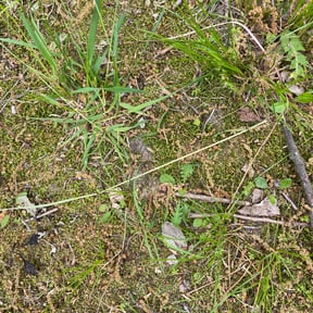 Leaf Removal by Lawn and Labor Services reviewed on April 26, 2022