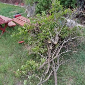 Bush Trimming by Cleaning in the mountains reviewed on November 13, 2024