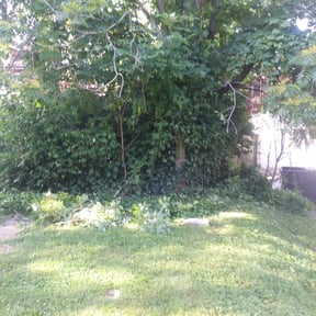 Bush Trimming by Clinton's lawn service llc reviewed on June 19, 2020