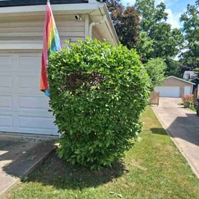 Bush Trimming by Chucks Cutz LLC reviewed on June 9, 2025