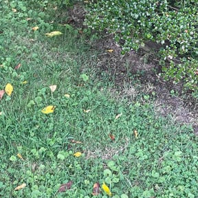 Cleanups by Solis lawn care reviewed on November 27, 2021